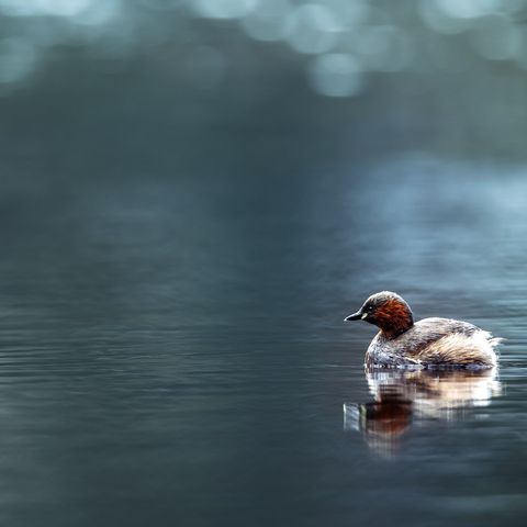 Ein kleiner Wasservogel schwimmt über ein Karsee