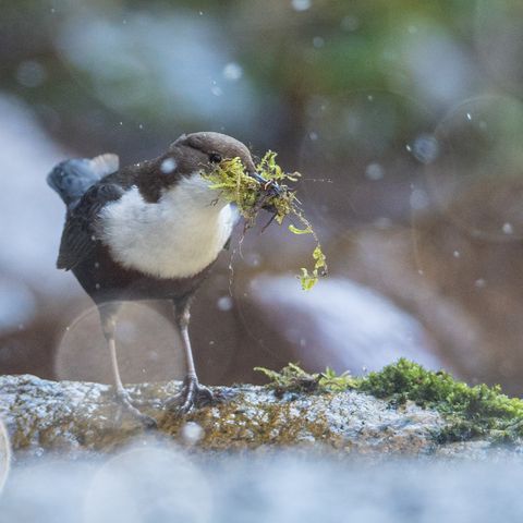 Eine Wasseramsel sitzt in einem Bach und sammelt Material für das Nest