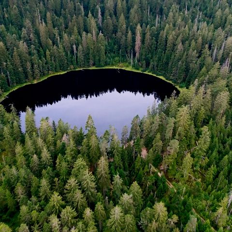 Ein Karsee in einem dichten Wald