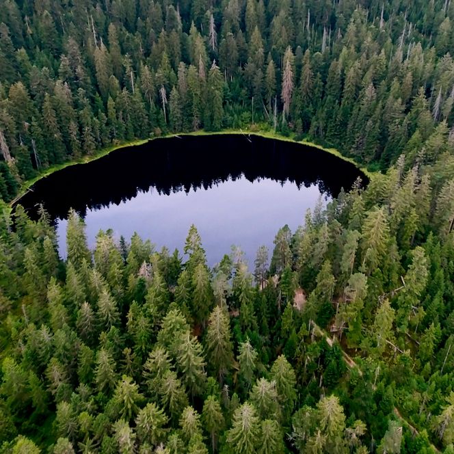 Ein Karsee in einem dichten Wald
