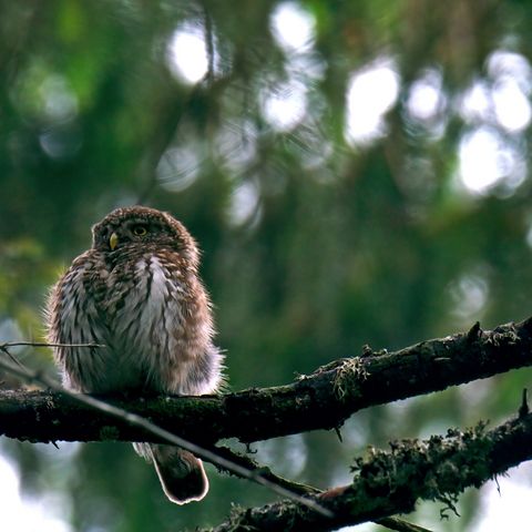 Ein Kauz sitzt auf einem Ast im Wald